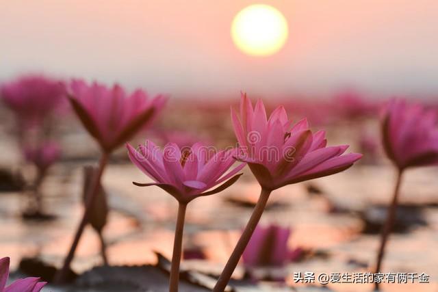 生如蝼蚁当立鸿鹄之志，以梦为马，不负韶华(图5)