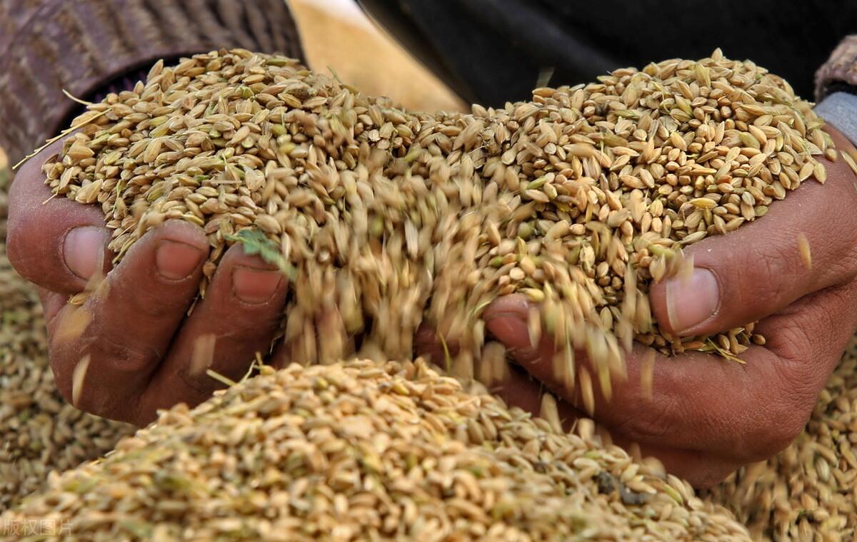 关于珍惜粮食的名言、古诗，看看古人是怎么节约粮食的(图1)