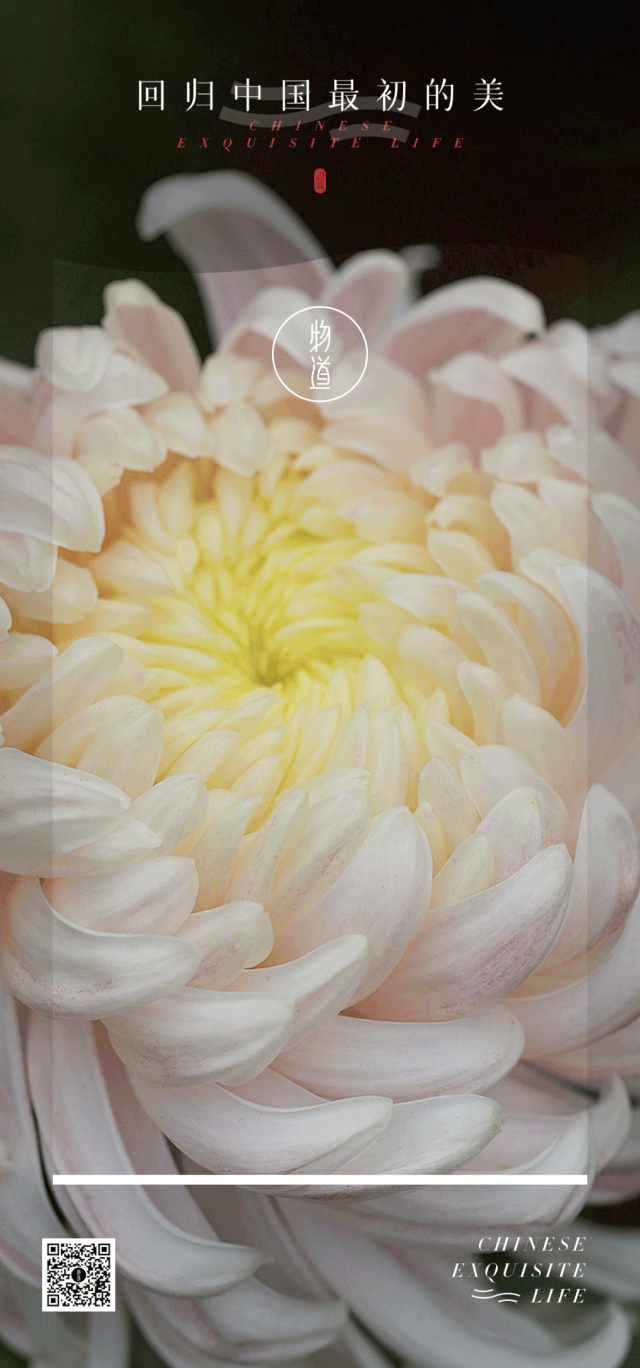 菊花开，闻冬来(图1)