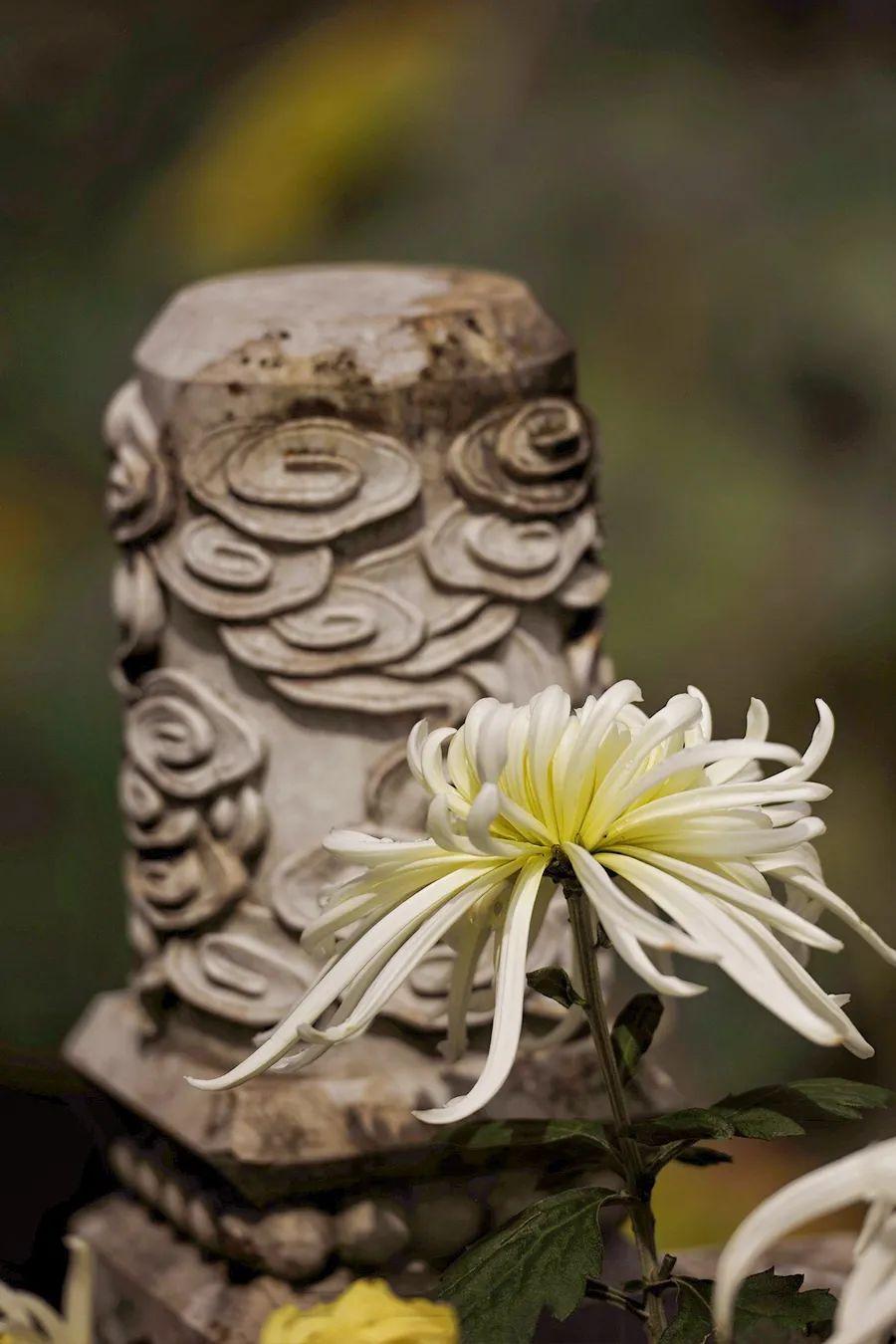 菊花开，闻冬来(图2)