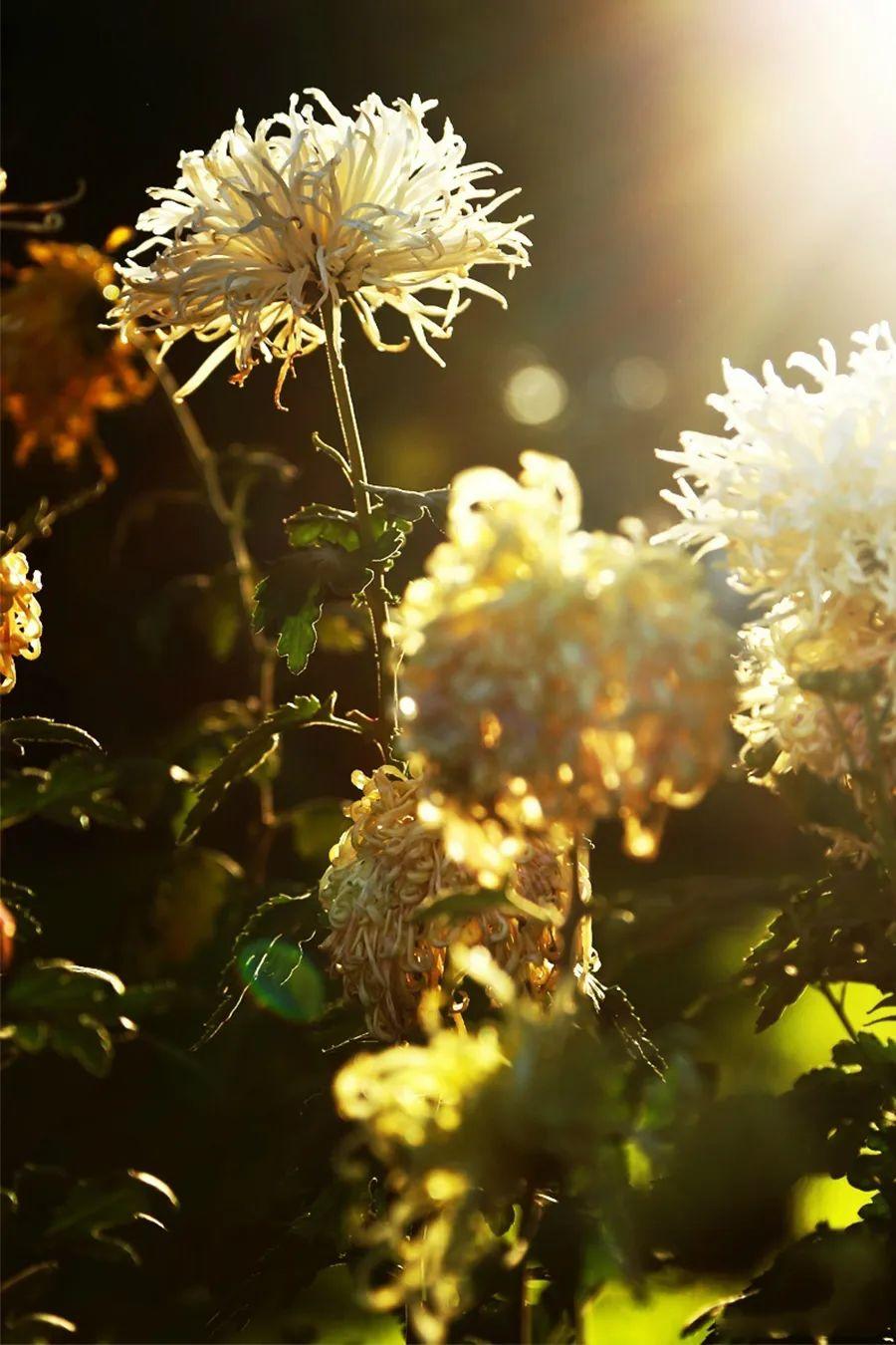 菊花开，闻冬来(图3)