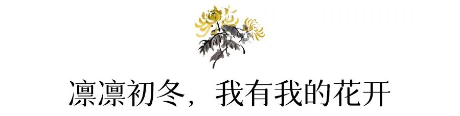 菊花开，闻冬来(图4)