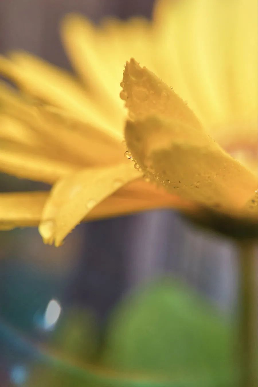 菊花开，闻冬来(图5)