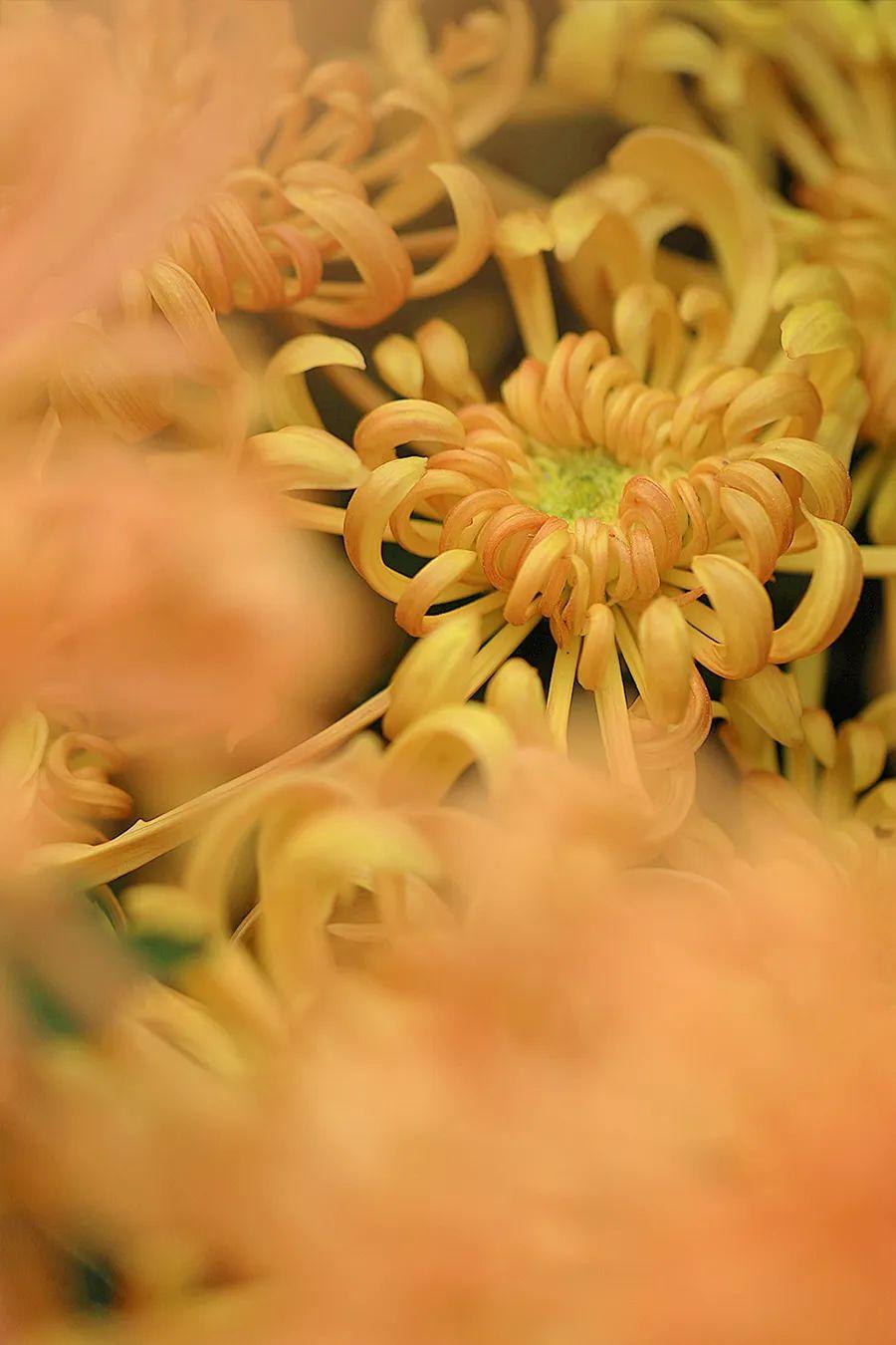 菊花开，闻冬来(图6)