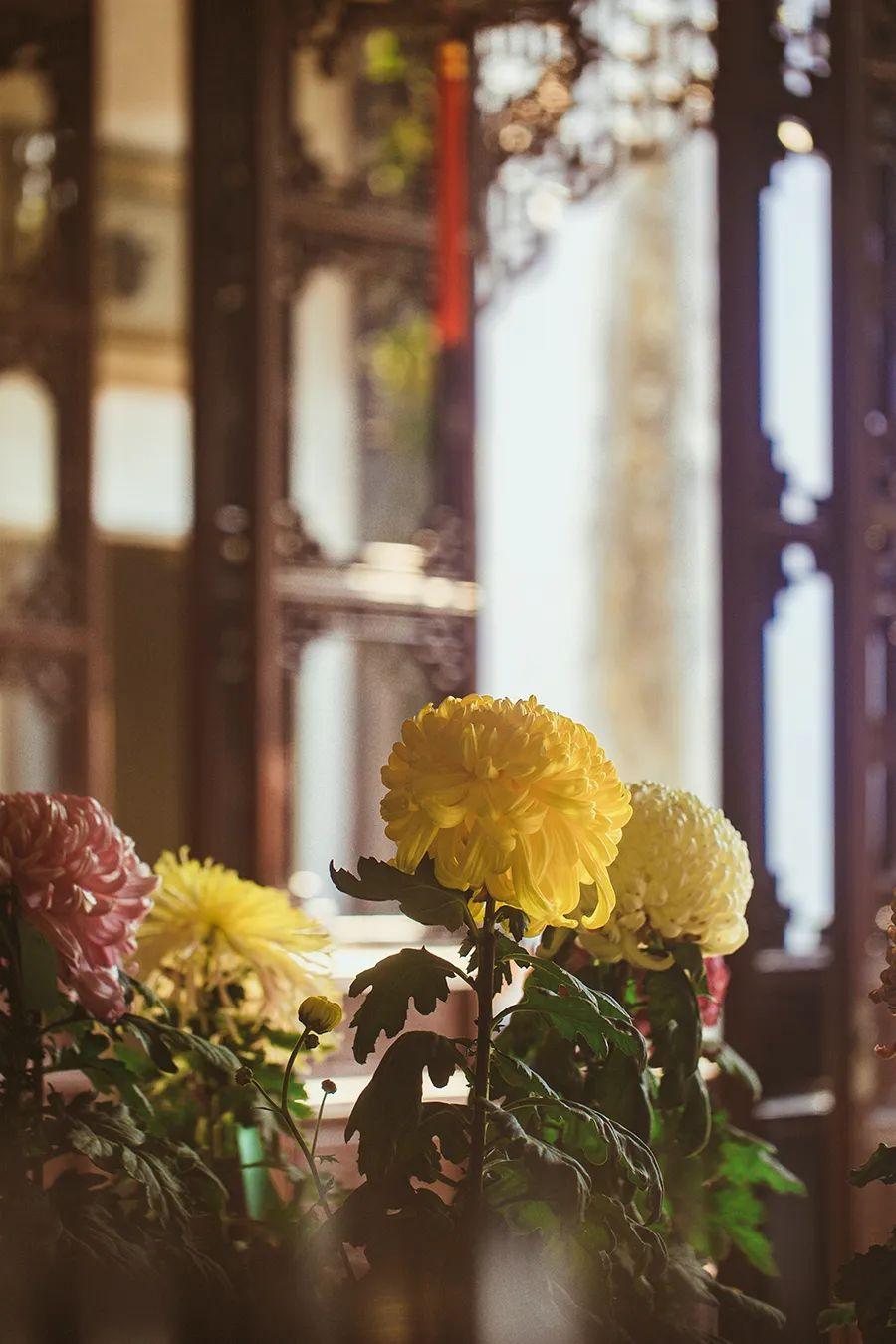 菊花开，闻冬来(图7)