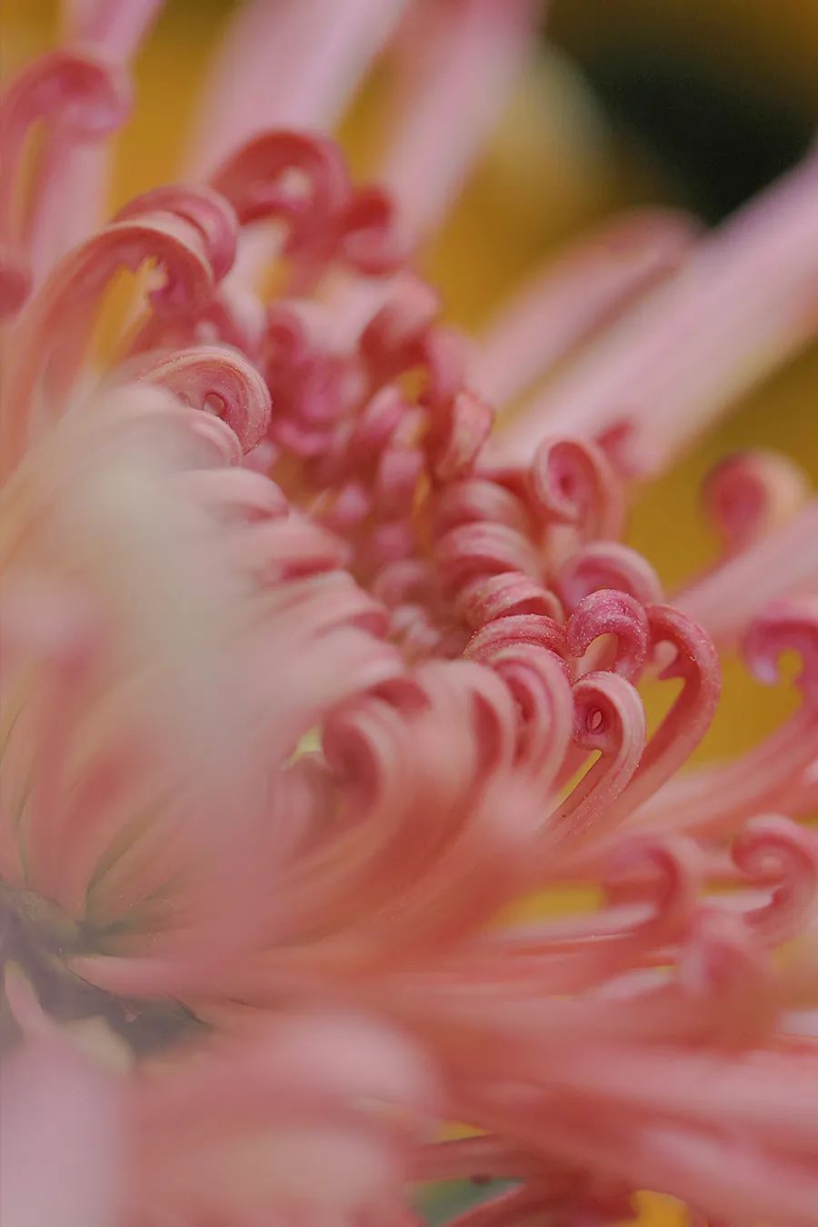 菊花开，闻冬来(图9)