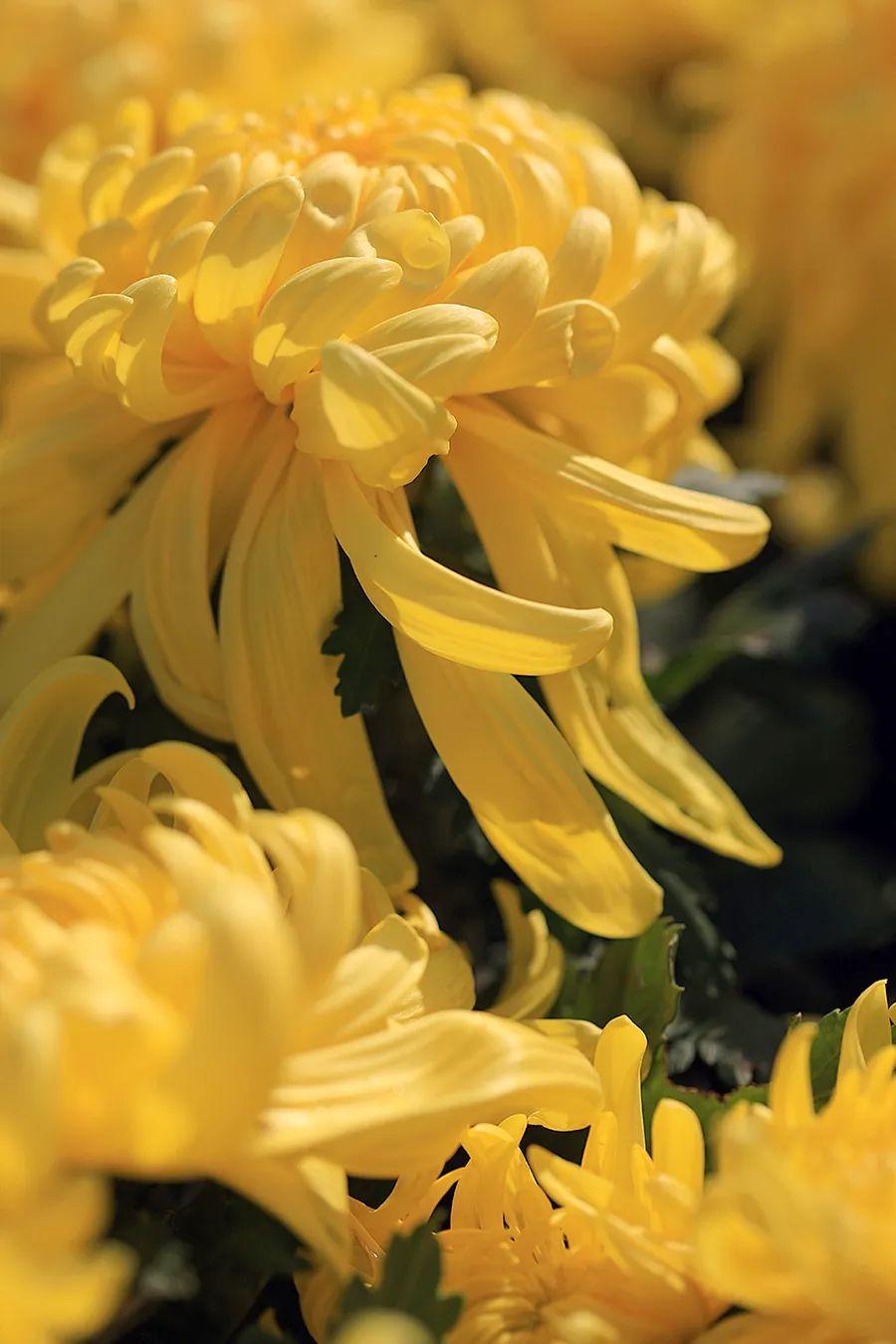 菊花开，闻冬来(图11)