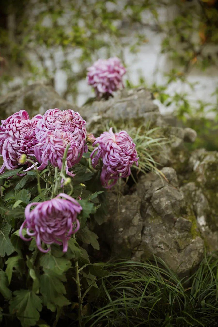 菊花开，闻冬来(图13)