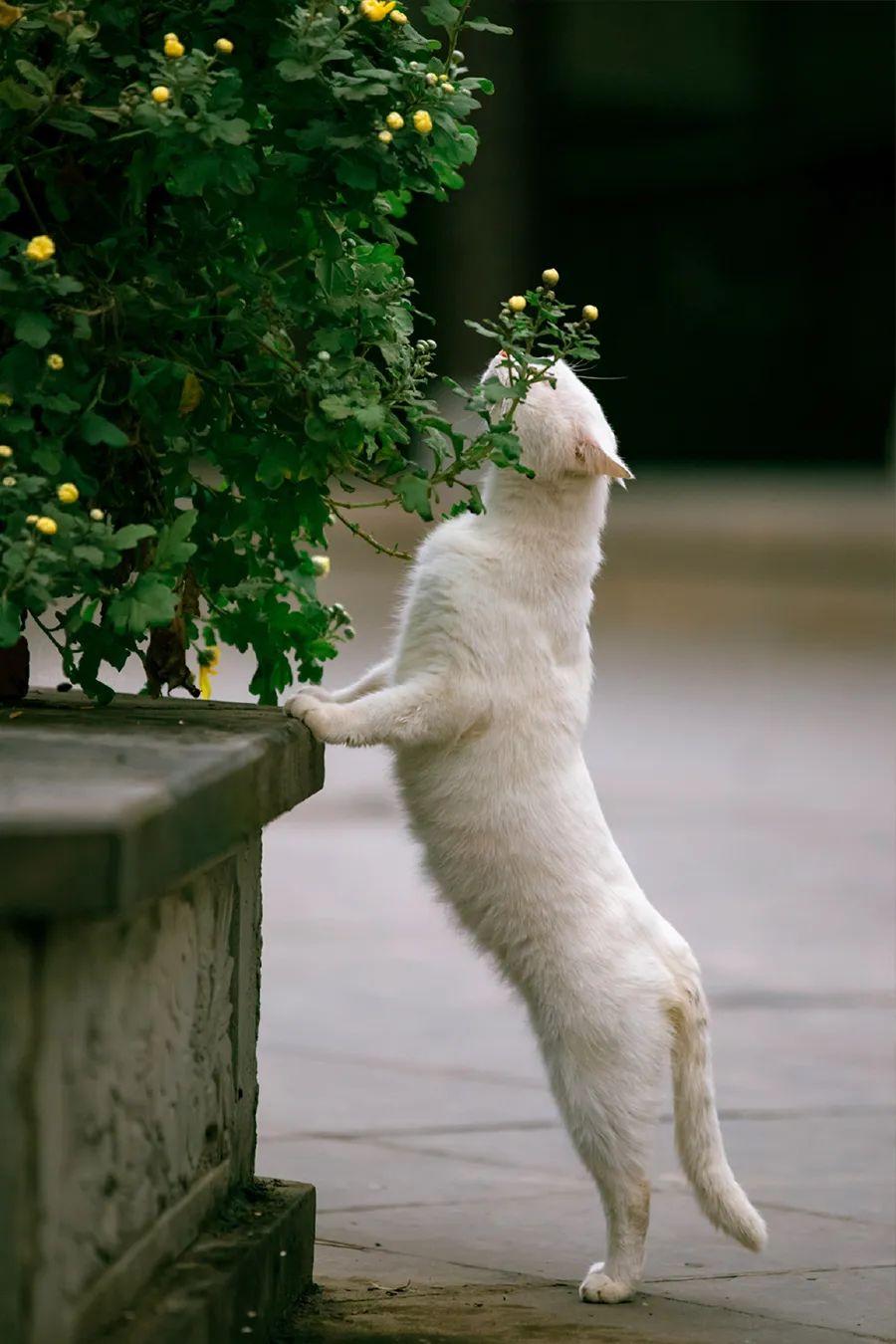 菊花开，闻冬来(图15)