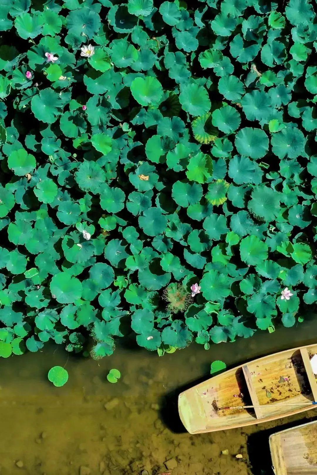 古韵深圳 | 绝美！藏在深圳的小江南，竟是“人间最美的烟火气”(图2)