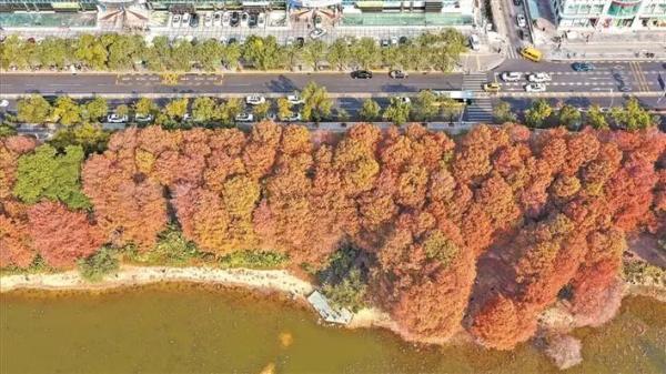 冬日深圳，四季的美都来了(图1)