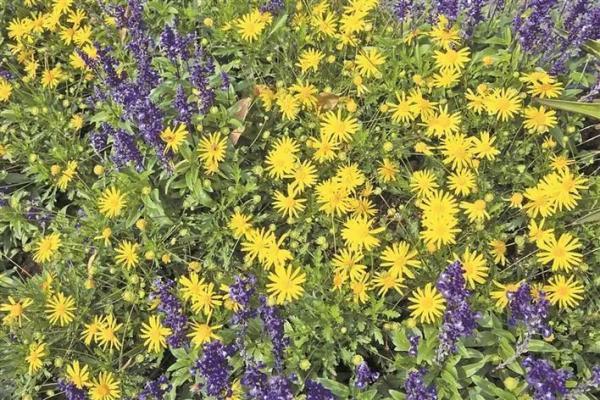 冬日深圳，四季的美都来了(图4)