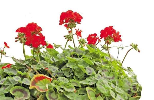 冬日深圳，四季的美都来了(图6)