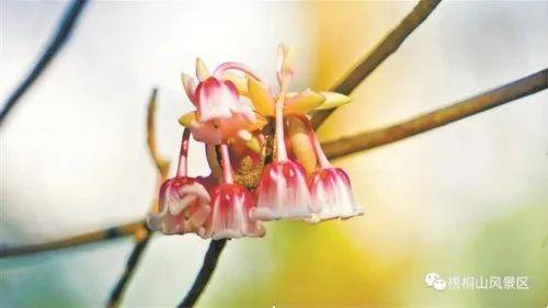 冬日深圳，四季的美都来了(图7)