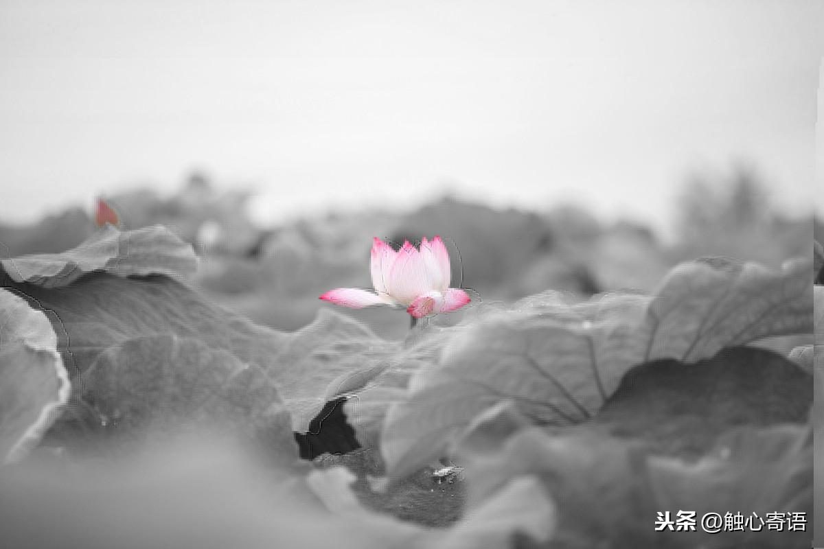 经典走心的语录，句句扎心，你最喜欢哪一句呢？(图1)