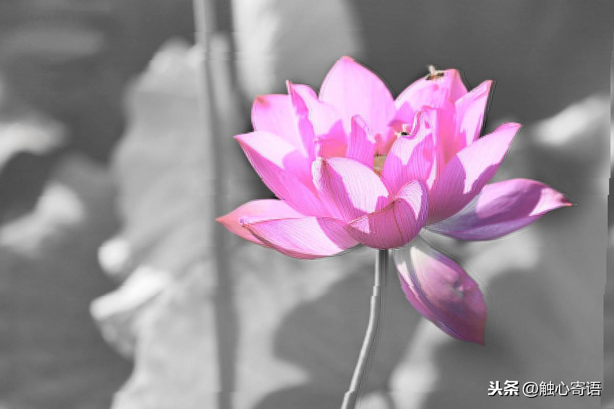 经典走心的语录，句句扎心，你最喜欢哪一句呢？(图2)