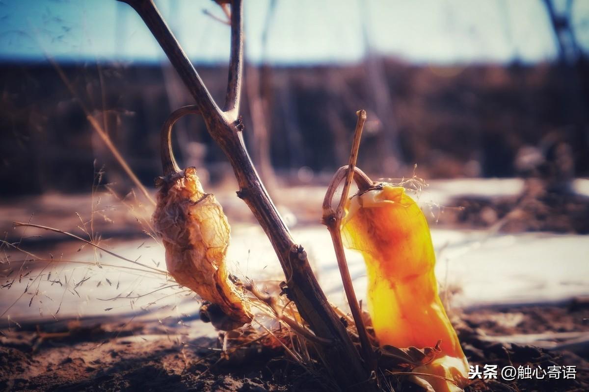 经典走心的语录，句句扎心，你最喜欢哪一句呢？(图3)