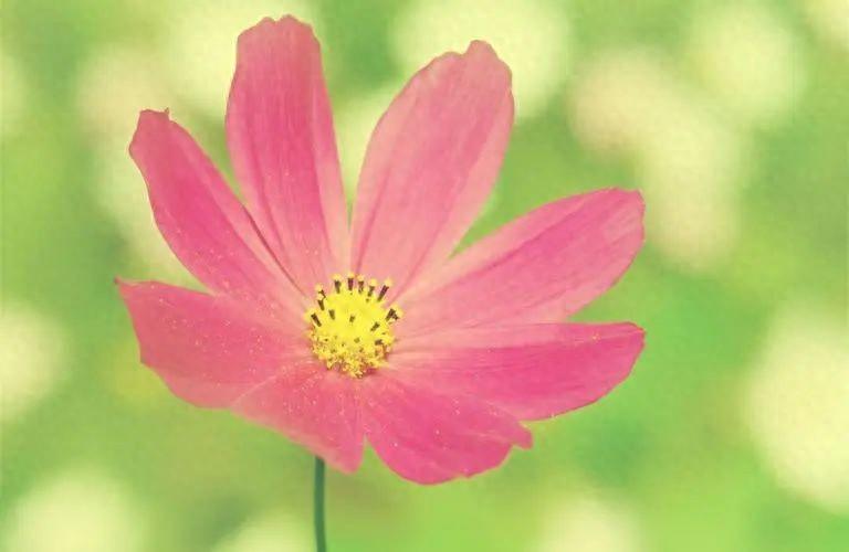 那些友谊中温柔到爆的神仙句子，温馨细腻的友情表达(图1)