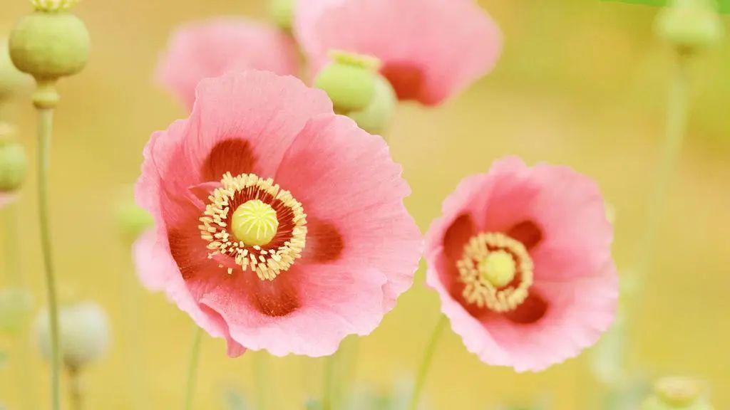 那些友谊中温柔到爆的神仙句子，温馨细腻的友情表达(图4)