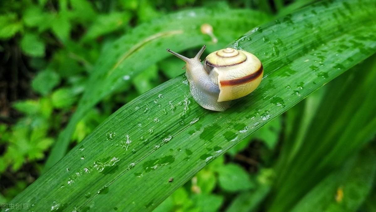掬一捧清凉，落雨听禅(图4)