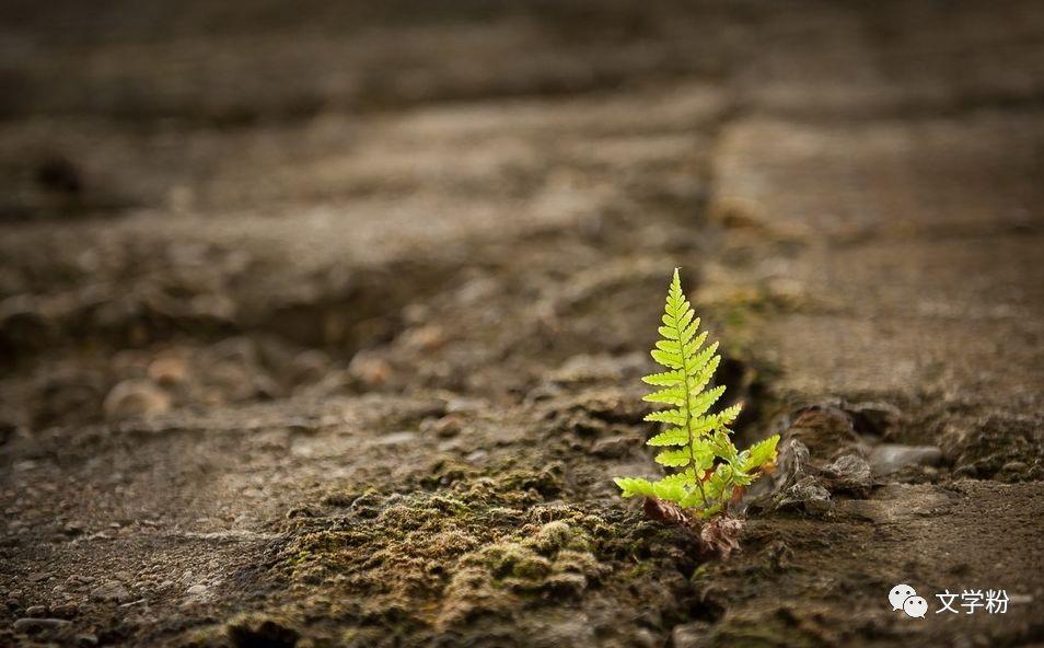 很美很有诗意的长句子(图1)