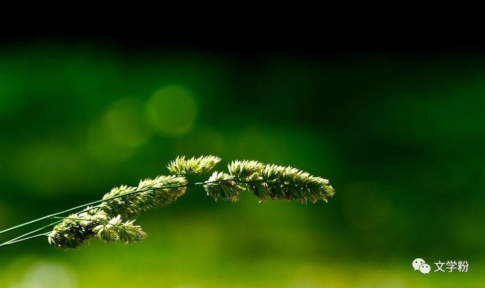 很美很有诗意的长句子(图3)