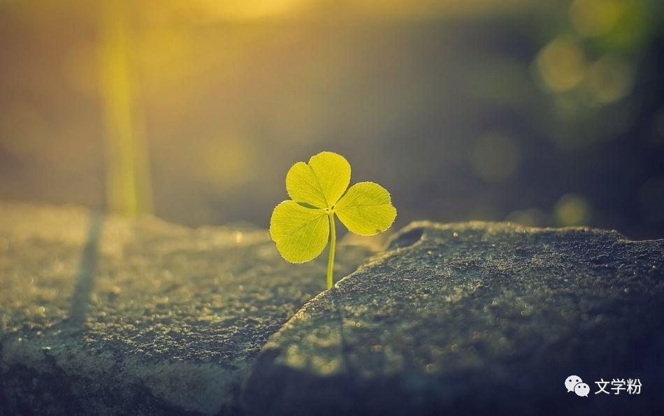 很美很有诗意的长句子(图4)