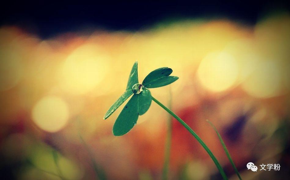 很美很有诗意的长句子(图5)