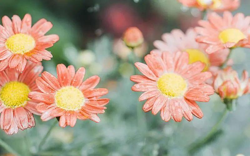 感激之情洋溢，回馈祝福的20句赞美语(图1)