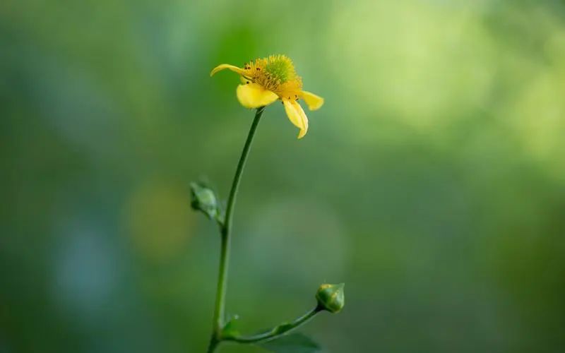 感激之情洋溢，回馈祝福的20句赞美语(图2)