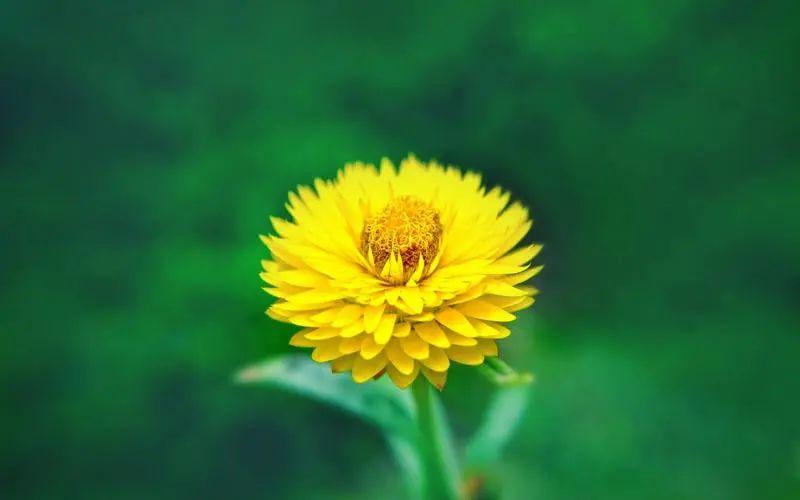 感激之情洋溢，回馈祝福的20句赞美语(图4)