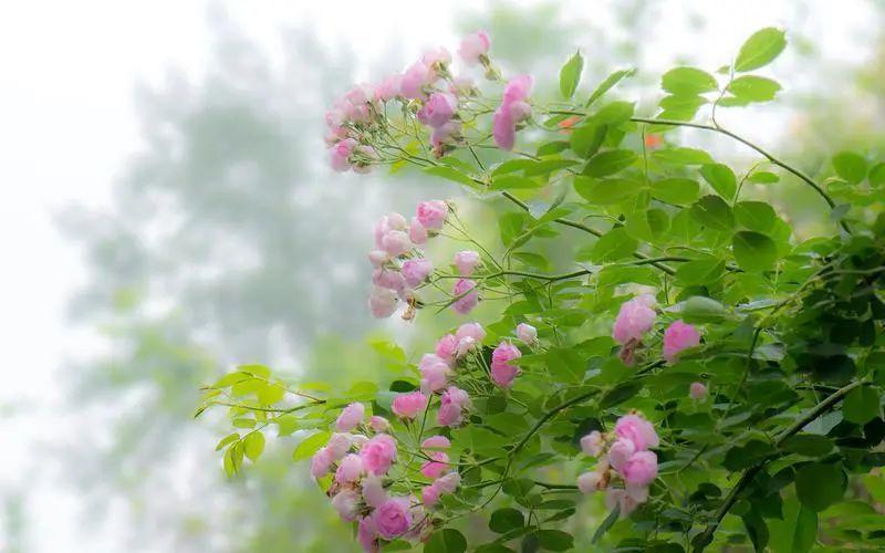 感激之情洋溢，回馈祝福的20句赞美语(图5)