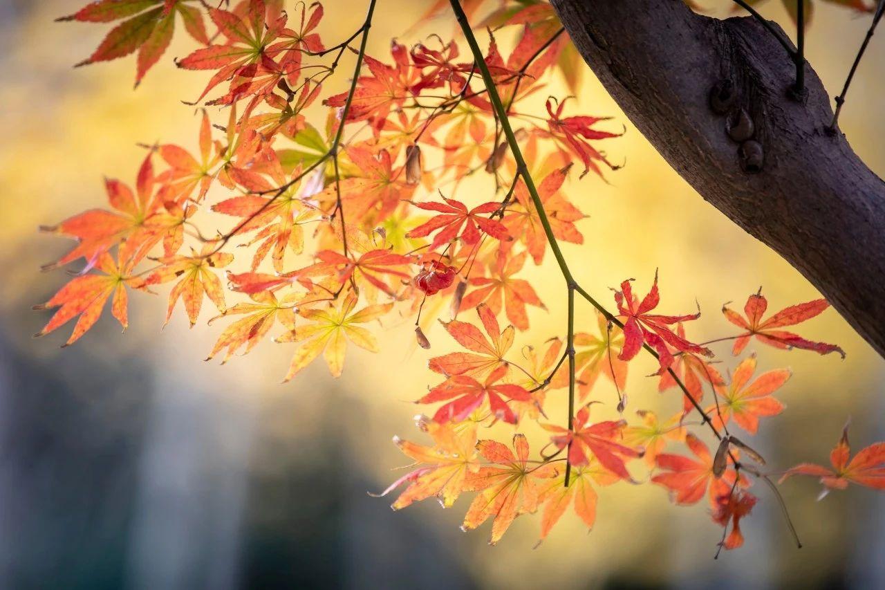 李清照诗词里的秋天，美到极致，也愁到极致(图2)