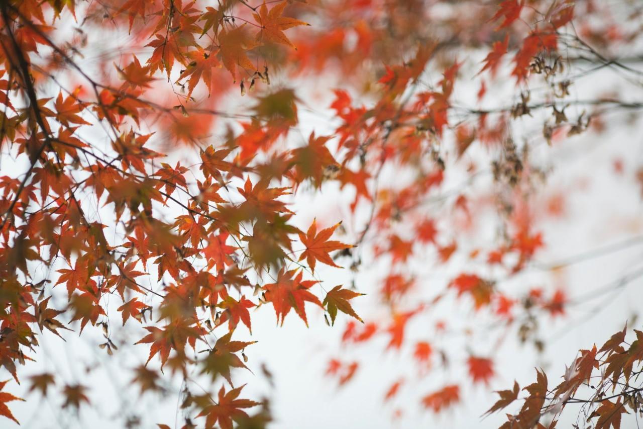 李清照诗词里的秋天，美到极致，也愁到极致(图3)