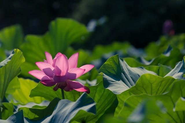 唯美走心的爱情说说，很感人的爱情句子(图4)