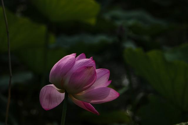 唯美走心的爱情说说，很感人的爱情句子(图6)