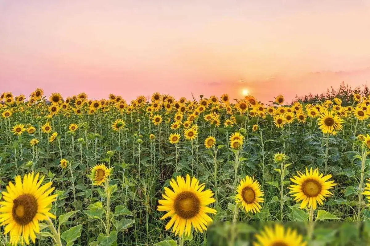 50句励志名言，助你重燃斗志，走出低谷(图3)