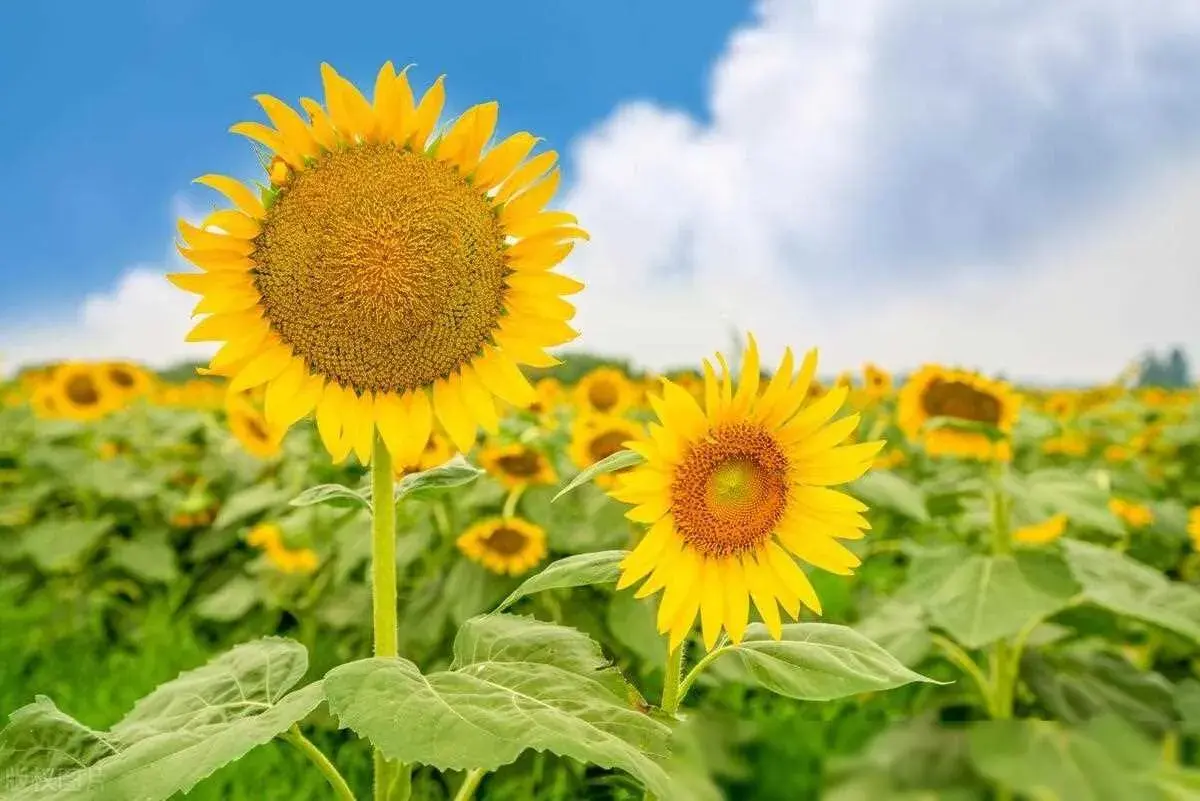 50句励志名言，助你重燃斗志，走出低谷(图4)