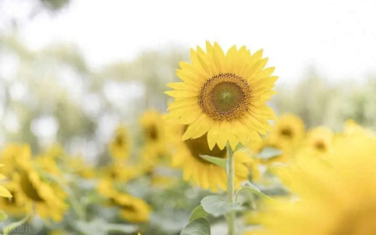 50句励志名言，助你重燃斗志，走出低谷(图5)