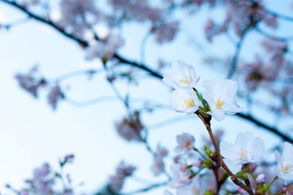 喝咖啡的说说心情短语 喝了咖啡后失眠的说说(图2)