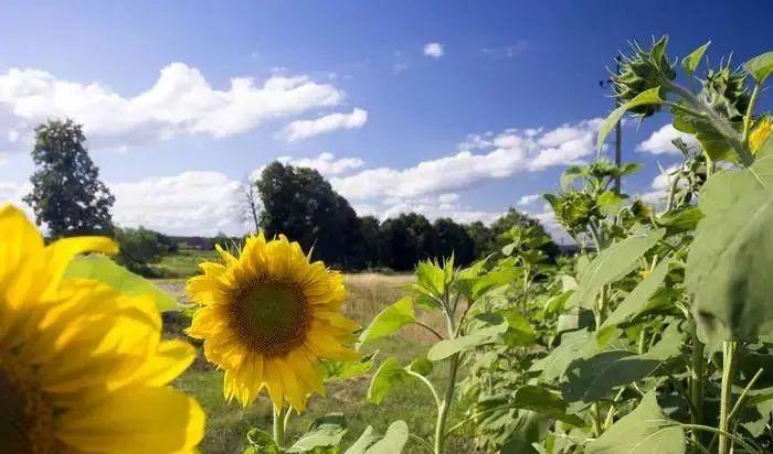 静谧与灵感的相遇，图书馆文艺气息的句子(图1)