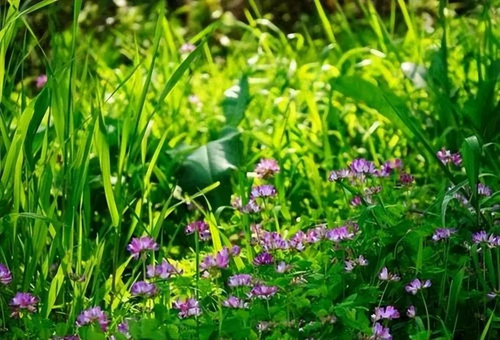 静谧与灵感的相遇，图书馆文艺气息的句子(图2)