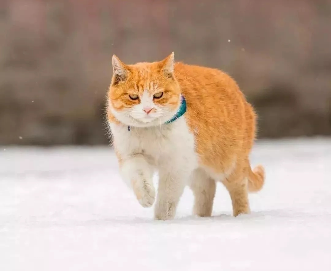下雪天才能发的朋友圈文案，每一句都是浪漫唯美，拿走不谢(图3)
