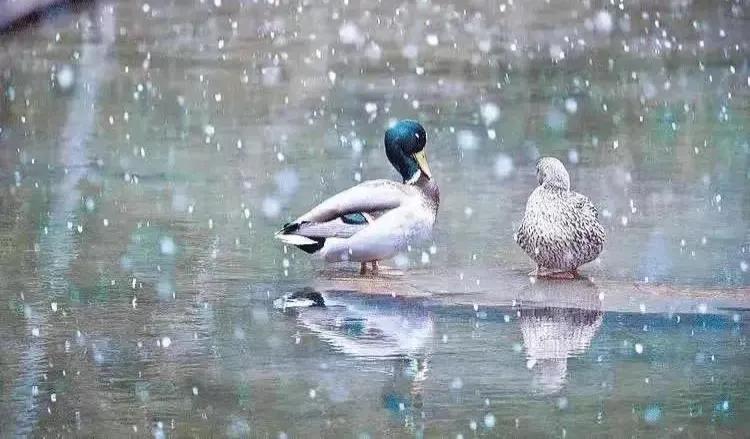 借一场大雪，表白我对人间的爱意(图5)