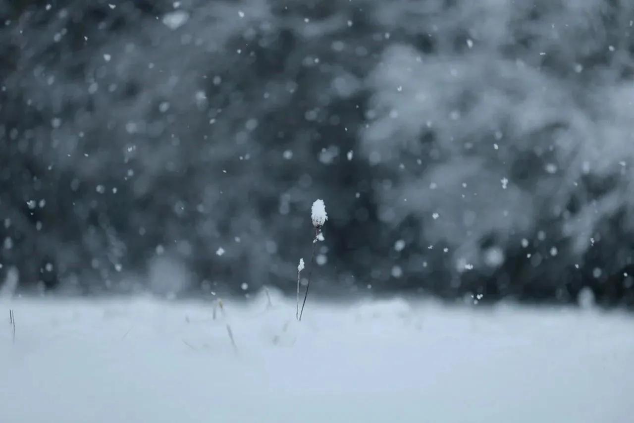 借一场大雪,表白我对人间的爱意(图6) 借一场大雪,表白我对人间的爱意(图6)