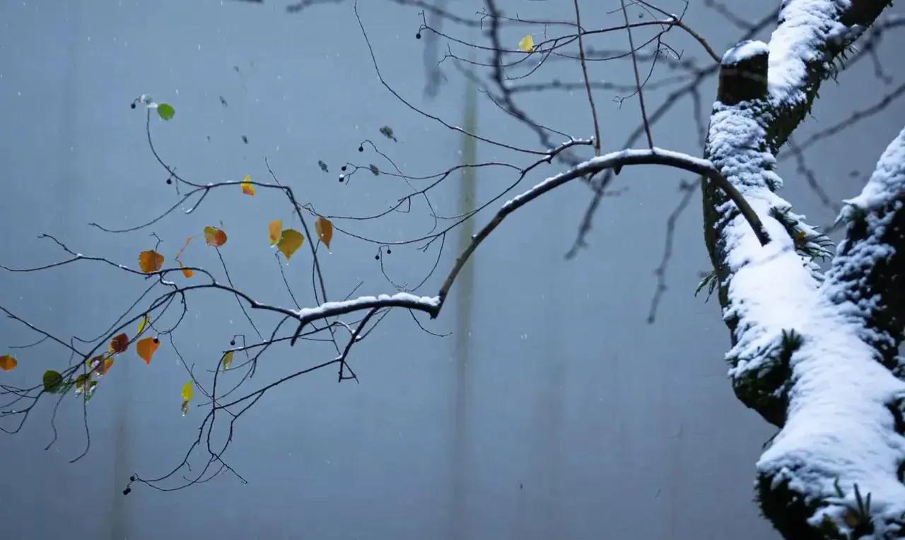 借一场大雪，表白我对人间的爱意(图7)