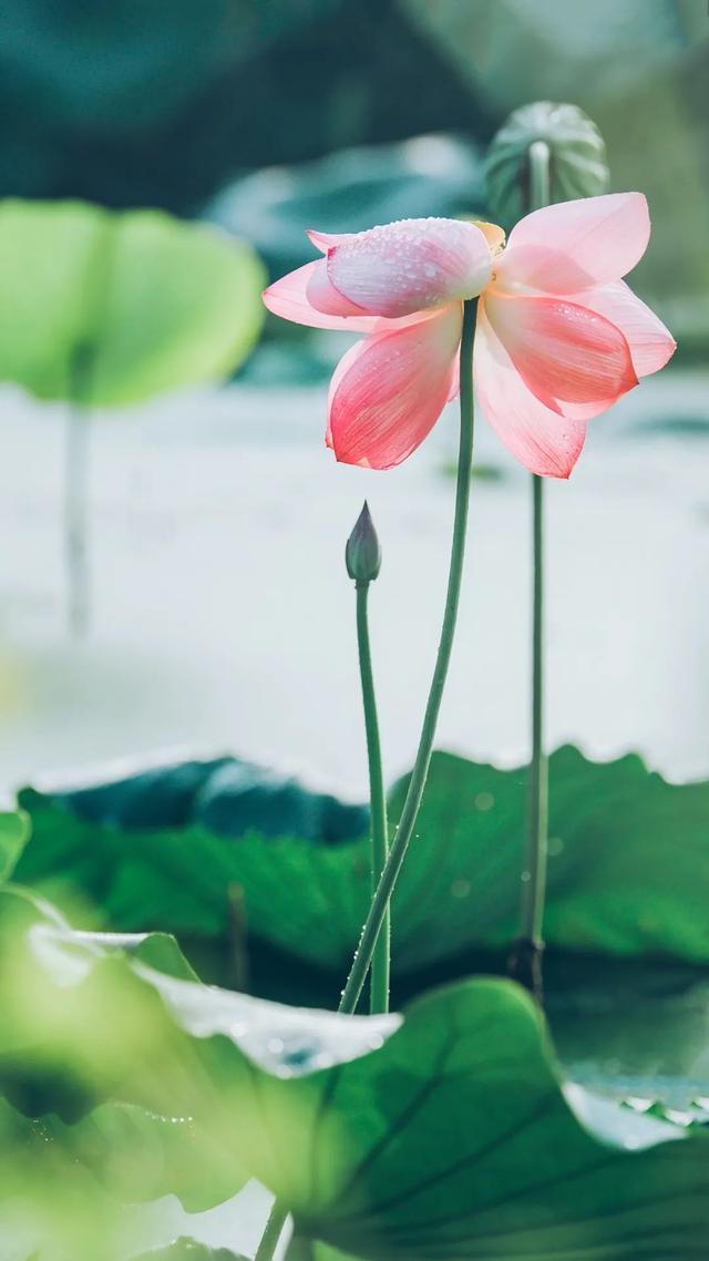 30首荷花诗词，荷风莲香，唯美了整个夏天(图1)