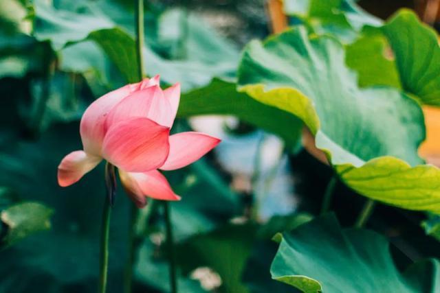 30首荷花诗词，荷风莲香，唯美了整个夏天(图2)