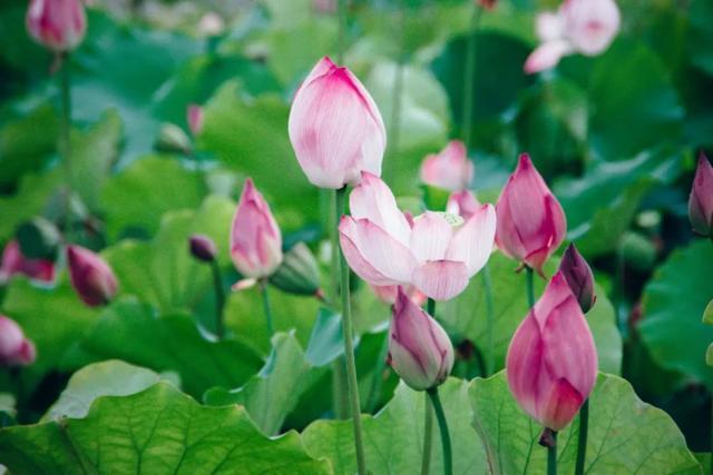 30首荷花诗词，荷风莲香，唯美了整个夏天(图5)