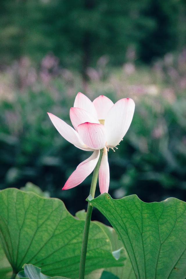 30首荷花诗词，荷风莲香，唯美了整个夏天(图8)
